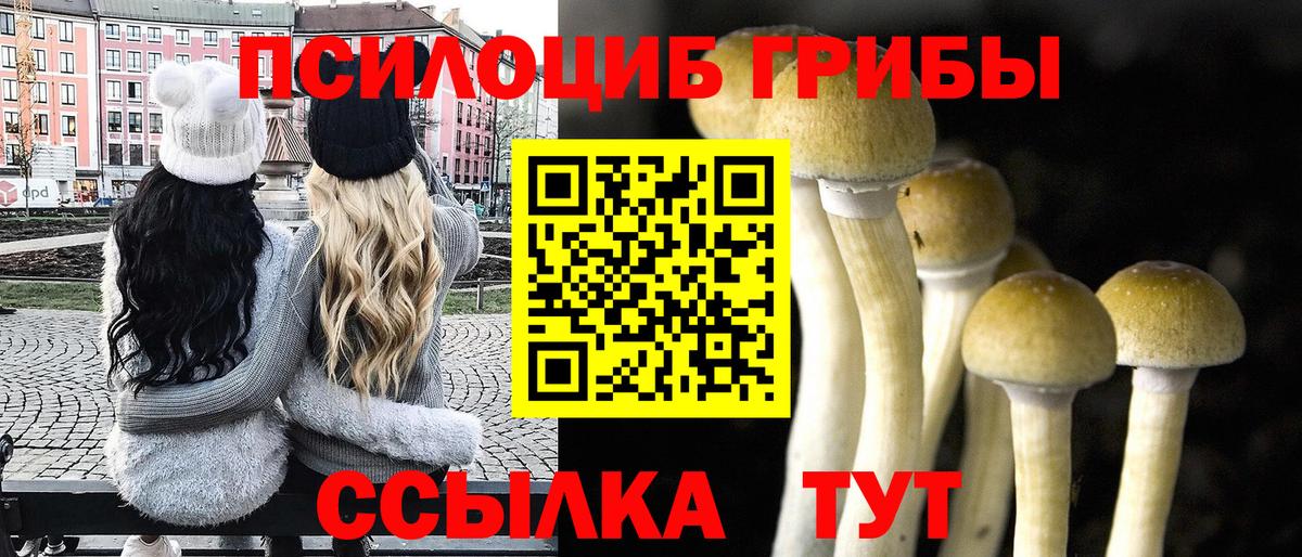 Галлюциногенные грибы Psilocybe Сосновый Бор